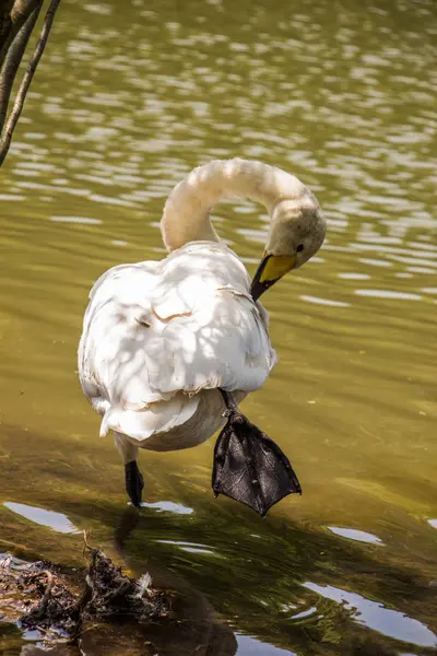 Un solo cisne vive en el estanque —  Fotos de Stock