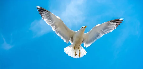 Одинокая чайка летит в облачном небе — стоковое фото