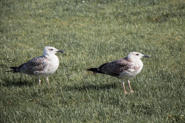 Möwen auf dem grünen Gras — Stockfoto