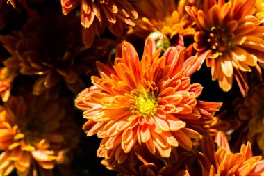 pasta's, tomaten, kaas en paddestoelen zijn geïsoleerd op een witte achtergrond