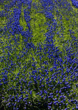 Arka plan olarak çiçek açan çiçekler