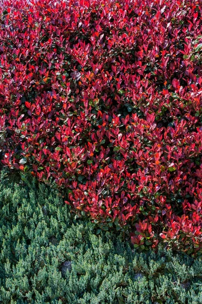 Hojas verdes de la primavera como fondo — Foto de Stock