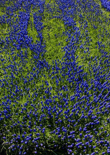 Arka plan olarak çiçek açan çiçekler