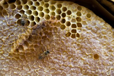 Tatlı taze bal mühürlü tarak çerçevesinde