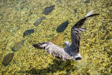Gölün sığ sularında tek bir martı.