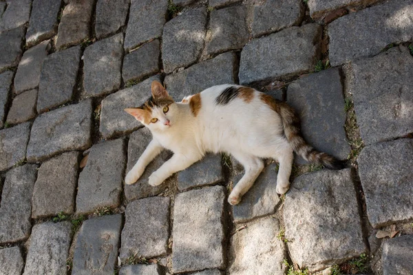 Streunende Katze Auf Der Straße Der Stadt Gesehen — Stockfoto