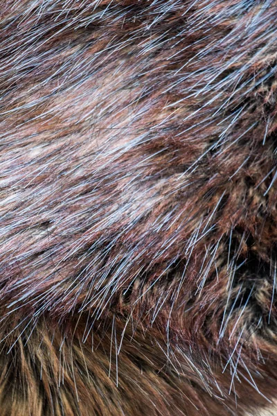 Decorative Animal Fur Background Texture — Stock Photo, Image