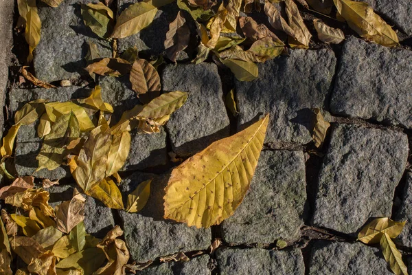 秋季的纹理背景及其一些元素 — 图库照片