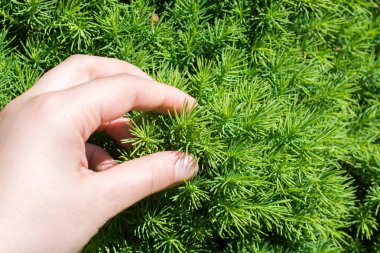 Yeşil bir ağaç brunch 'ının bir parçasını tutarken
