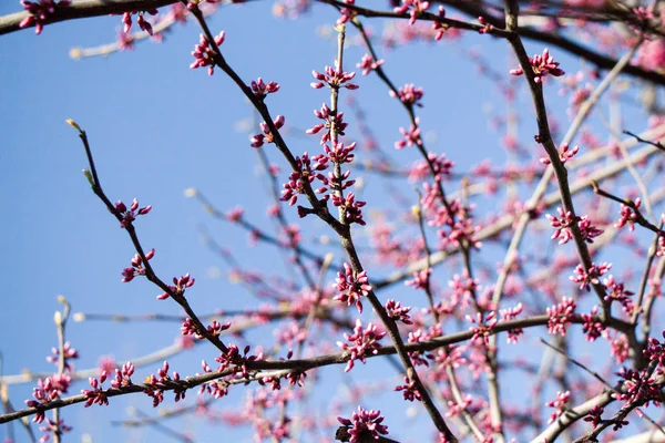 Tavasszal Színes Virágok Nyílnak Fákon — Stock Fotó