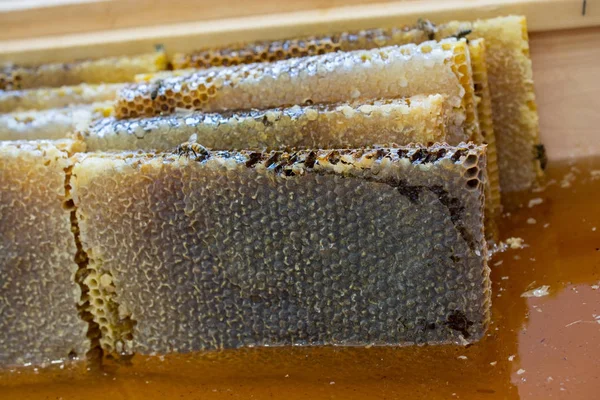甘いです新鮮な蜂蜜で密封された櫛フレーム — ストック写真