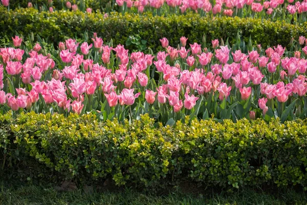 Rosafarbene Tulpenblumen Blühen Garten — Stockfoto