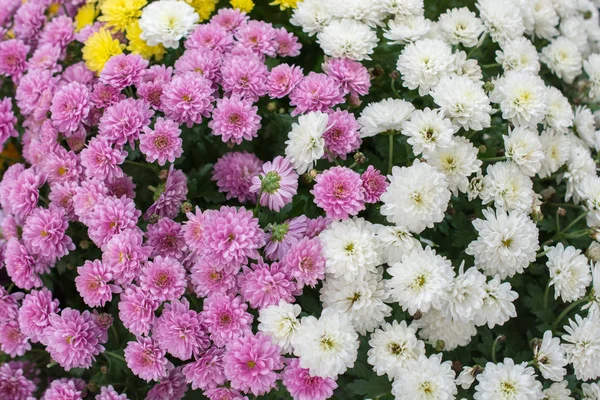 Lindas Flores Frescas Como Pano Fundo — Fotografia de Stock