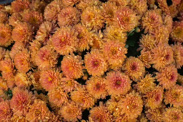 Gyönyörű Friss Virágok Mint Háttér — Stock Fotó