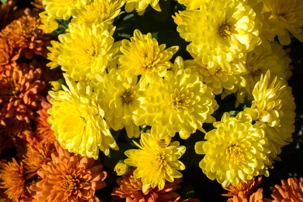 Schöne Frische Blumen Als Hintergrund — Stockfoto