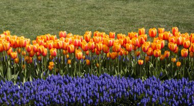 Bahar mevsiminde açan Lale Çiçekleri