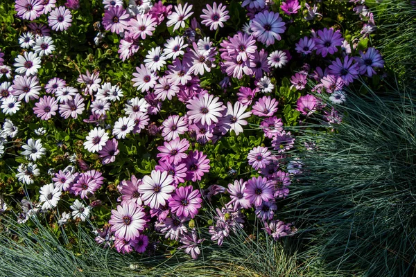 Mooie Verse Bloemen Als Achtergrond — Stockfoto