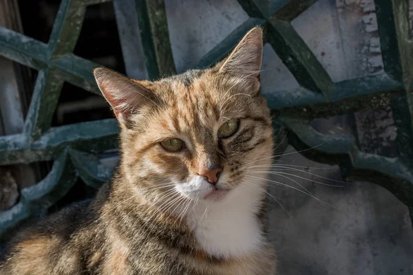 Gato Callejero Visto Calle Ciudad — Foto de Stock