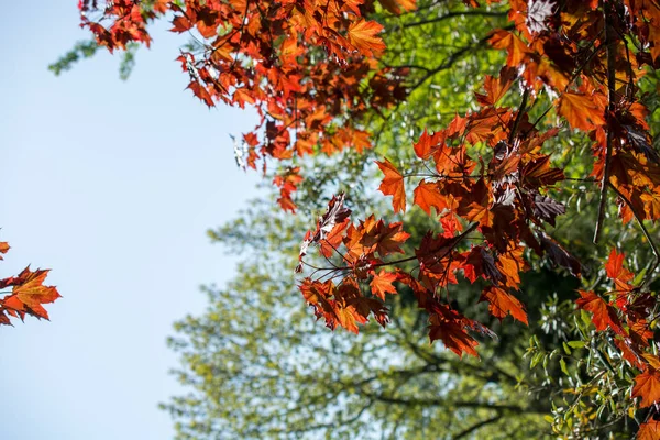 Hojas Árbol Verde Como Fondo —  Fotos de Stock