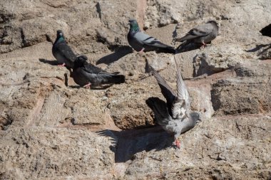 Güvercinler arka planda oturuyor.