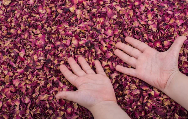 Dried rose petals  as herbal tea is under hand