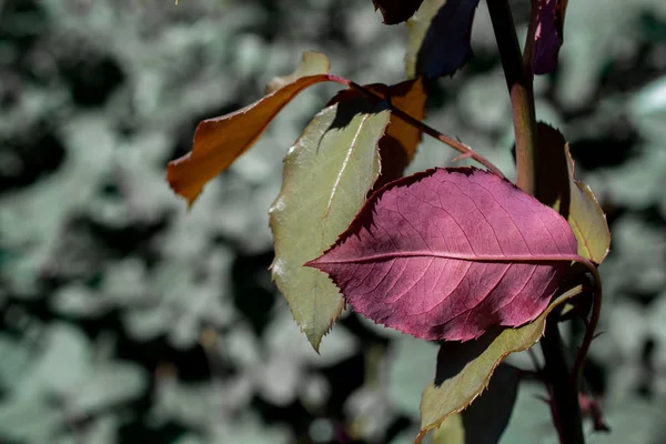 Όμορφα Ξηρά Φύλλα Φόντο Φθινόπωρο — Φωτογραφία Αρχείου