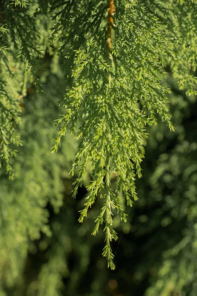 Teil Eines Baumes Und Blätter Als Natürliche Hintergrundtextur — Stockfoto
