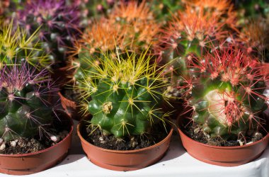 Küçük tencerede küçük renkli kaktüs