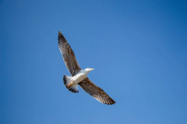 Mouette Unique Volant Dans Ciel Bleu Comme Arrière Plan — Photo