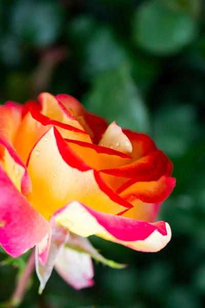 Hermosas rosas frescas en vista de cerca —  Fotos de Stock