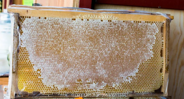 A reggelinél felszolgált méz a lezárt fésű keretben — Stock Fotó
