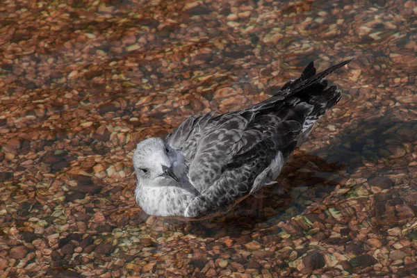 Одинокая чайка на мелководье — стоковое фото