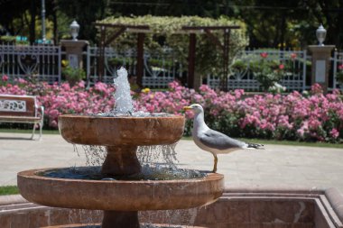 martı bir gül bahçesine çeşme tarafından