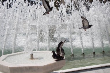 Şehir güvercinleri çeşme kenarında