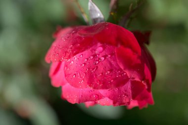 Gül ile suyun üzerinde damla