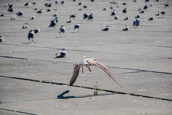 As gaivotas estão em repouso em um chão de concreto — Fotografia de Stock