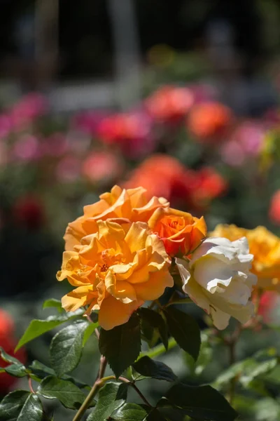 Mooie kleurrijke Rose bloem — Stockfoto