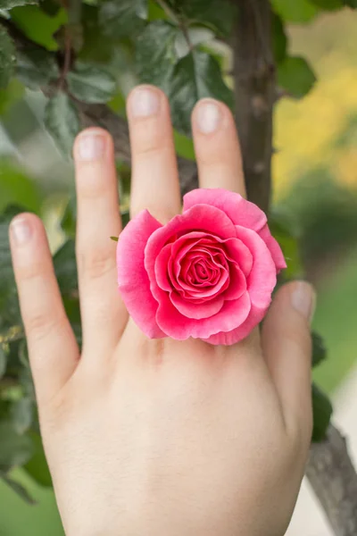 Linda flor de rosa colorida na mão — Fotografia de Stock