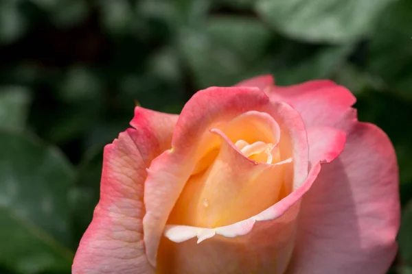 Beautiful fresh roses in close up view — Stock Photo, Image