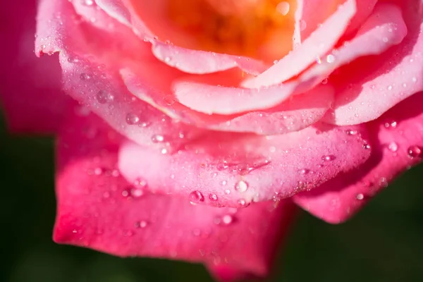 Rose avec des gouttes d'eau dessus — Photo