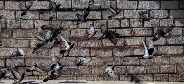 Голуби, летающие в воздухе — стоковое фото