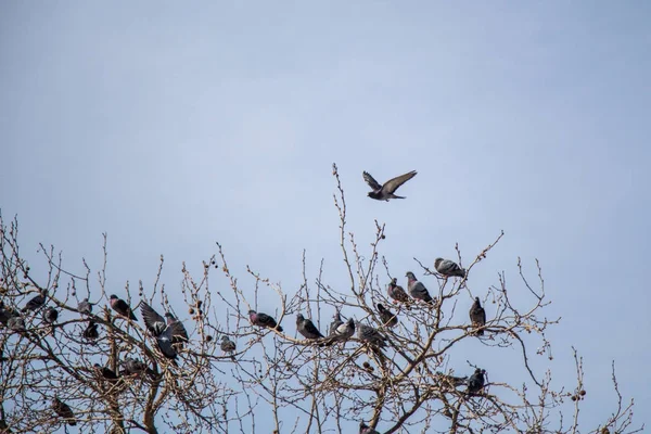 Aves solitárias por viver em ambiente urbano — Fotografia de Stock