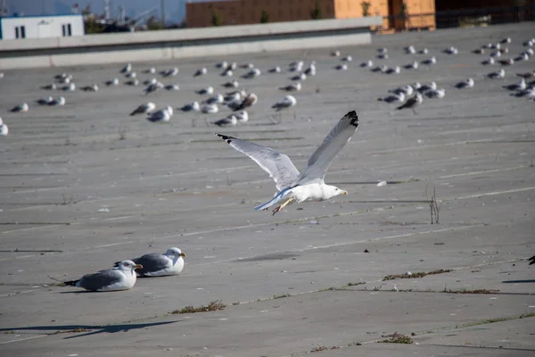 Чайки отдыхают на бетонном грунте — стоковое фото