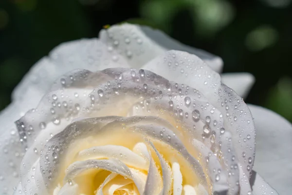 Mooie frisse rozen in close-up uitzicht — Stockfoto