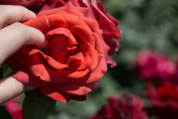 Belas rosas frescas em vista de perto — Fotografia de Stock