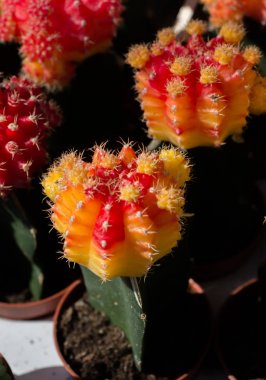 Küçük tencerede küçük renkli kaktüs