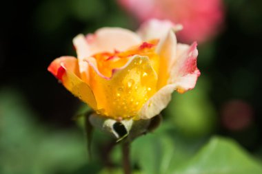 Gül ile suyun üzerinde damla