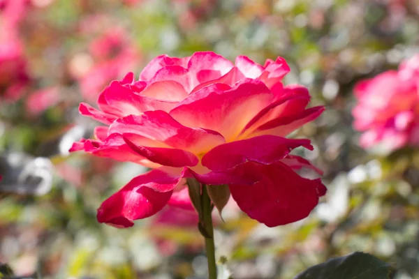 Nádherný barevný květ růže — Stock fotografie