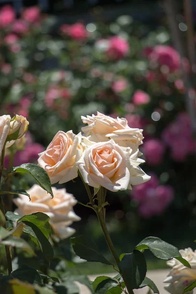 Jardín de rosas con hermosas rosas frescas —  Fotos de Stock