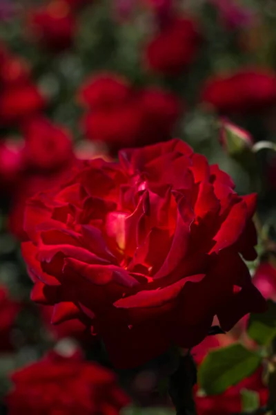 Fioritura belle rose colorate in giardino — Foto Stock